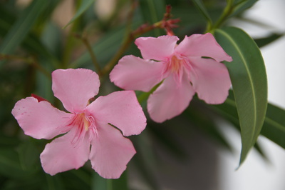 Blumen